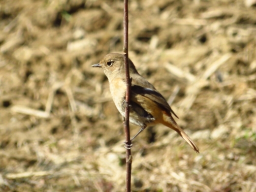 a0018655_14293739.jpg