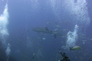 f0144385_20423279.jpg