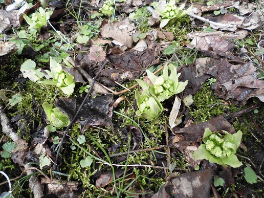 e0014991_1029181.jpg