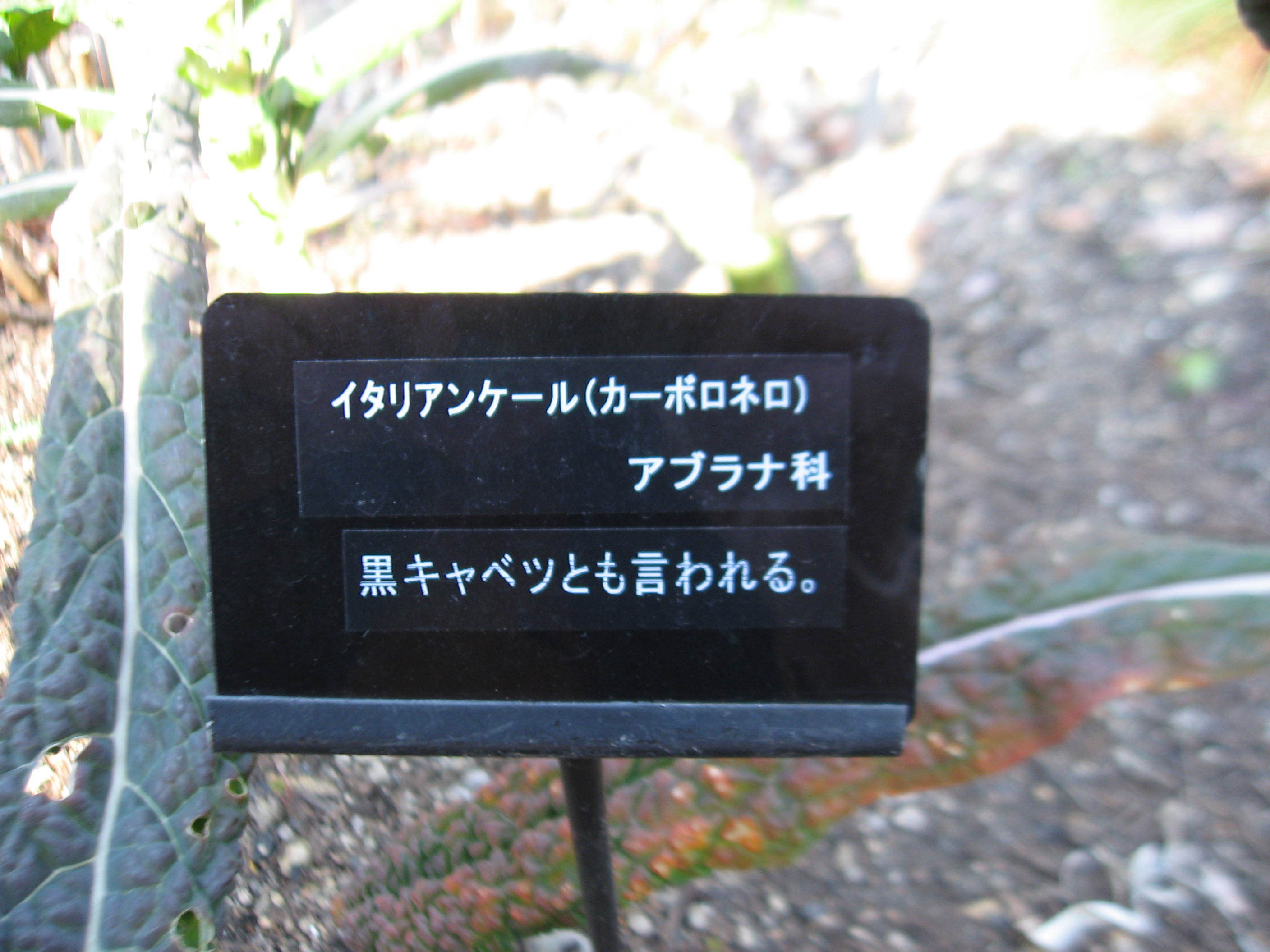 c0062511_21091518.jpg