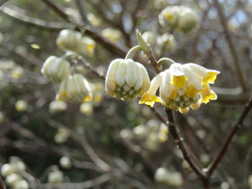 e0350415_23350444.jpg