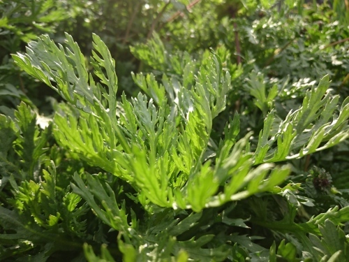 f0326946_11205571.jpg