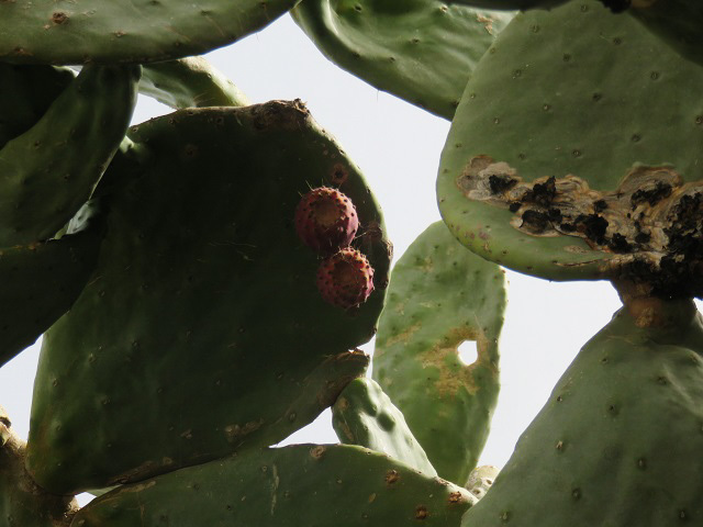 f0346196_21325484.jpg