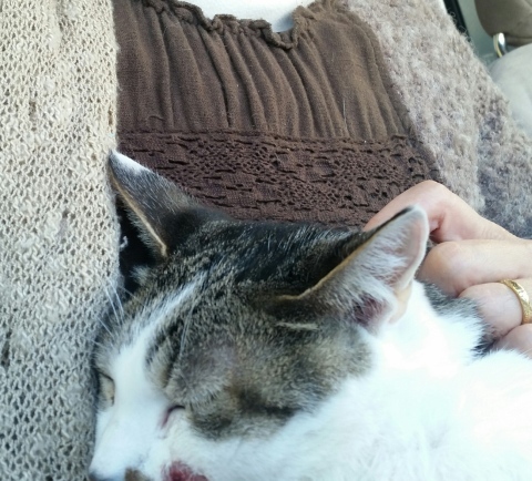 e0144012_02044389.jpeg