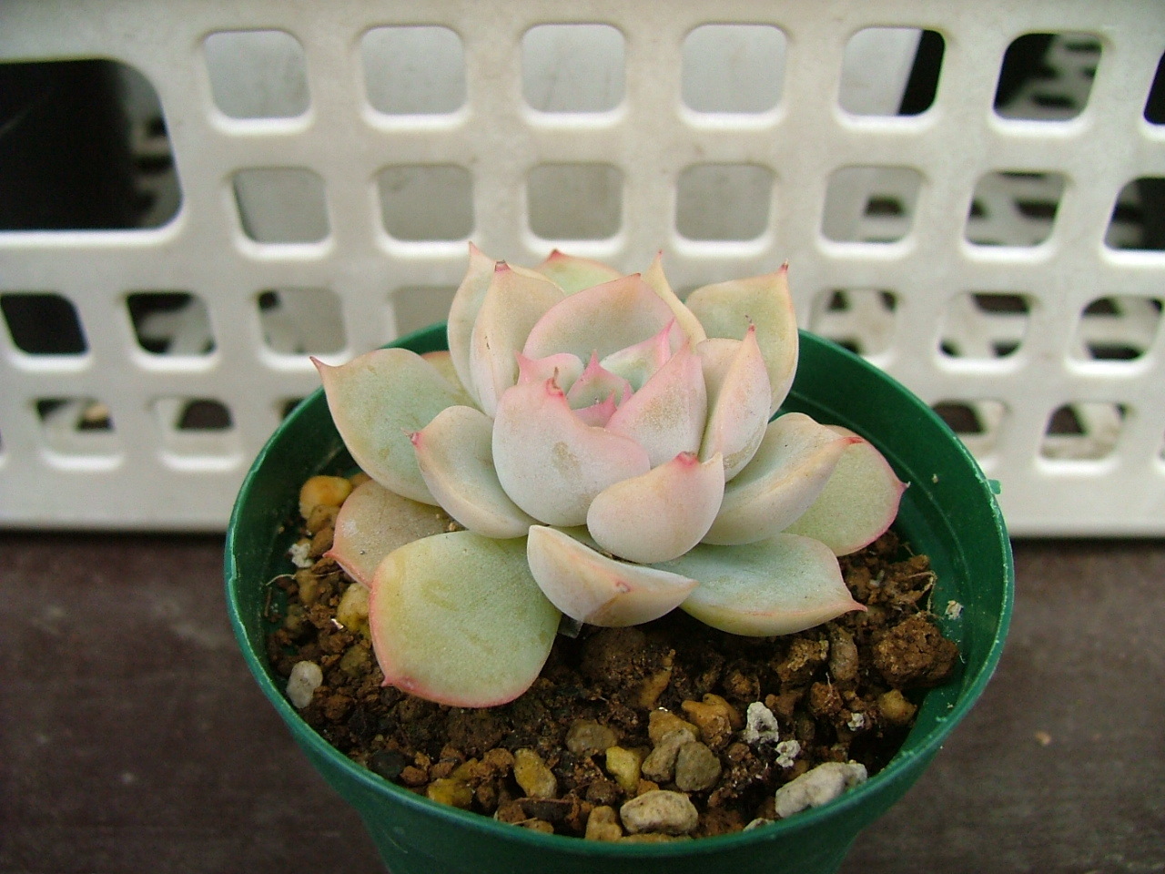 d0349446_16305598.jpg