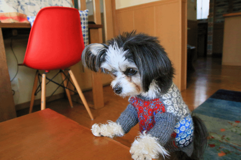 c0145250_10072154.gif