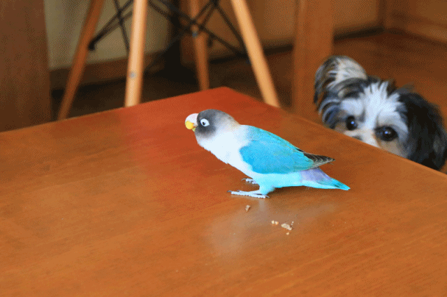 c0145250_10082409.gif