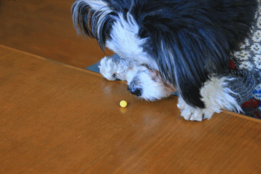 c0145250_10105382.gif