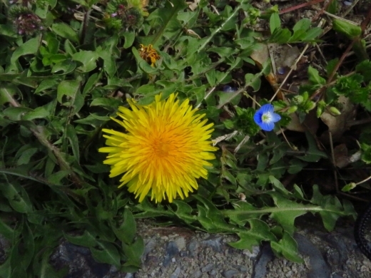 a0018655_15383693.jpg