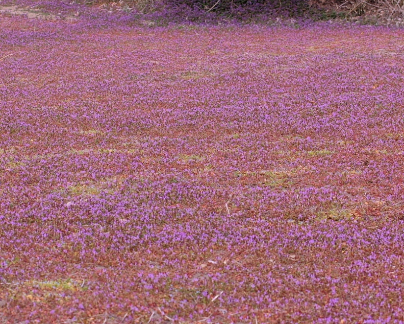 c0305565_18075510.jpg