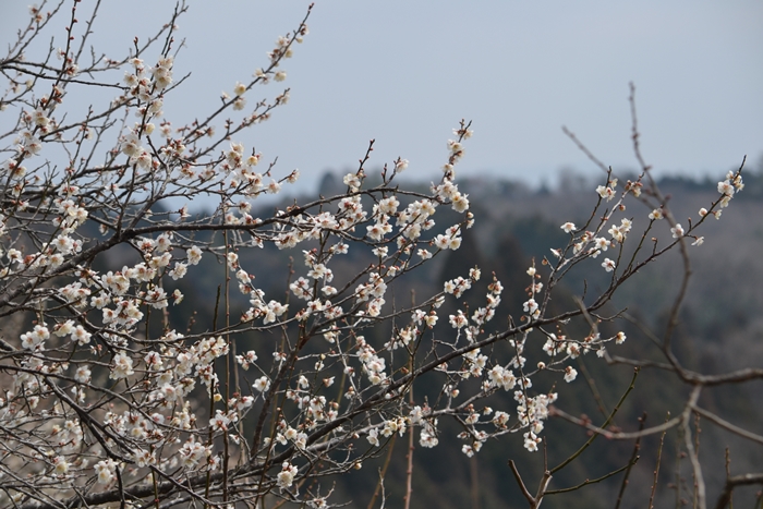a0240403_993649.jpg