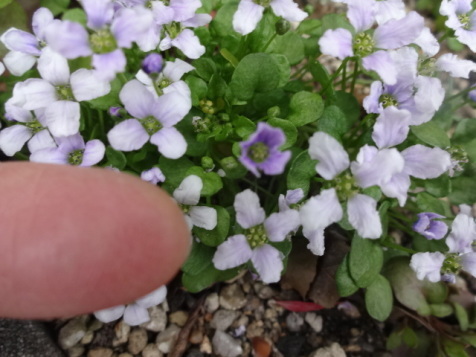 f0142733_16102330.jpg