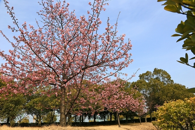 a0242438_20202526.jpg