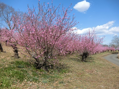 b0120541_1831362.jpg