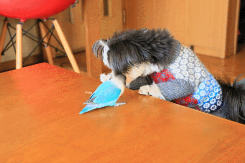 c0145250_10102790.gif