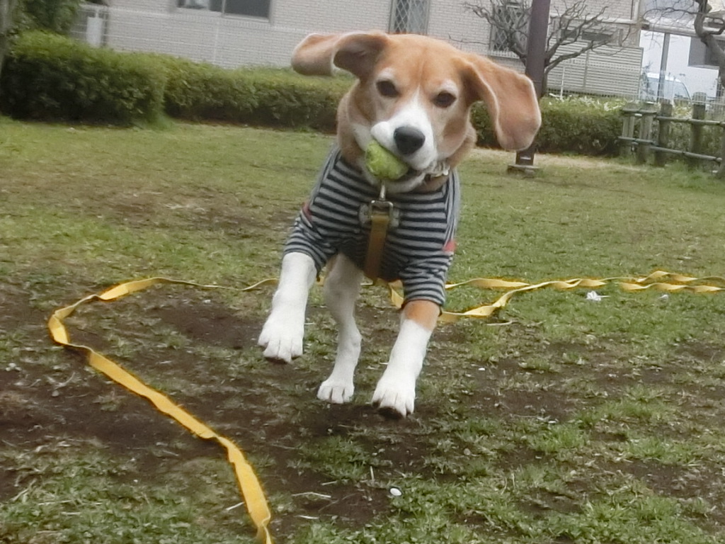 a0319693_8333186.jpg