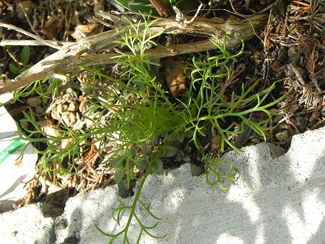 c0152002_18294711.jpg