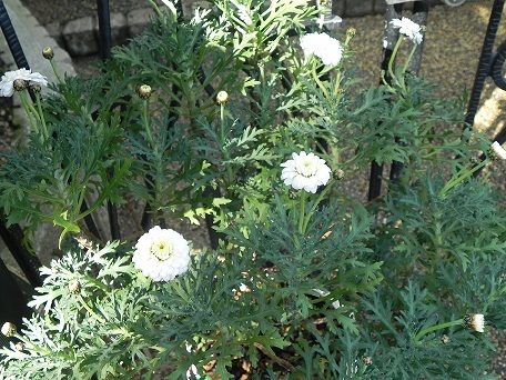c0152002_18310928.jpg