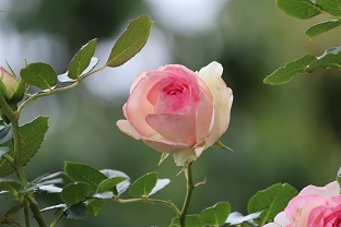 f0325309_09000238.jpg