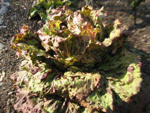 c0062511_22405075.jpg