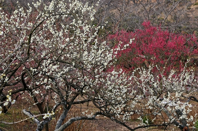 a0242438_20102715.jpg
