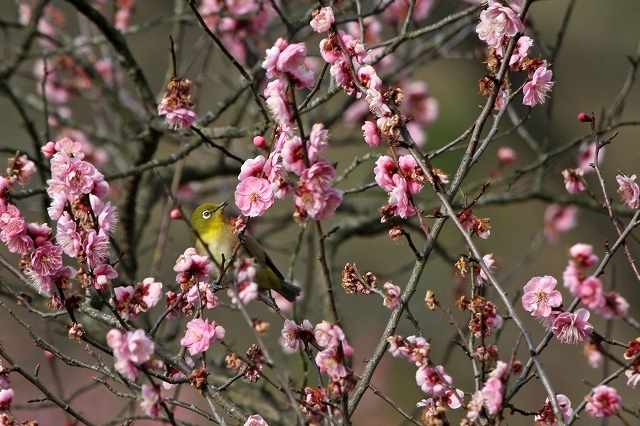 a0242438_20102771.jpg