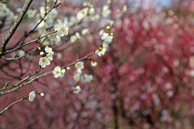 a0242438_20113033.jpg