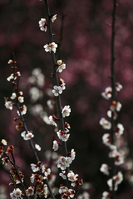 a0242438_20113115.jpg