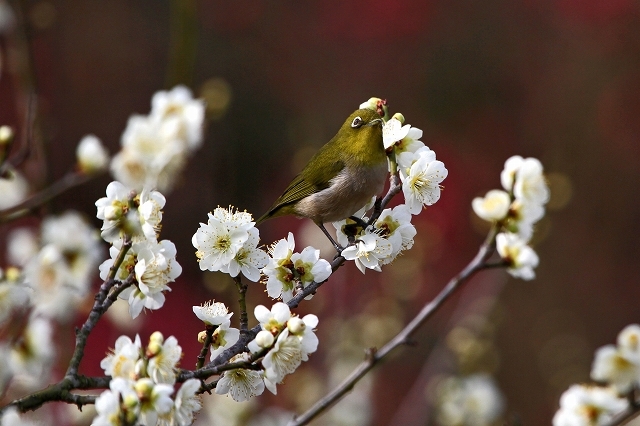 a0242438_20113176.jpg