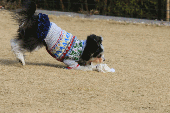 c0145250_09352498.gif