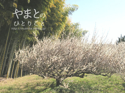 a0286855_06231499.gif