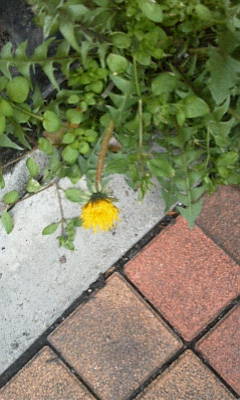 b0105259_20375455.jpg