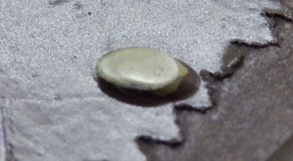 c0222964_21103757.jpg