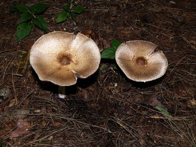 d0019074_1023859.jpg