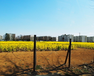 c0039501_15432951.jpg