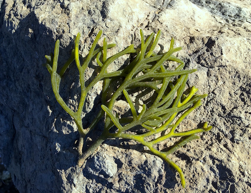 e0310424_16285673.jpg