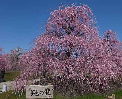 b0076334_1412165.jpg