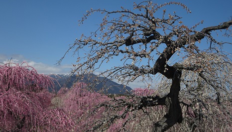 b0076334_1432310.jpg