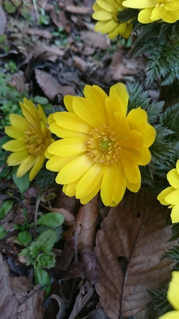 c0328559_16383857.jpg