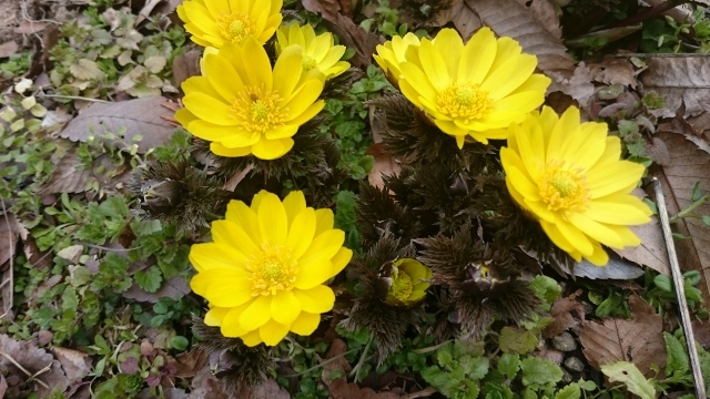 c0328559_16390030.jpg