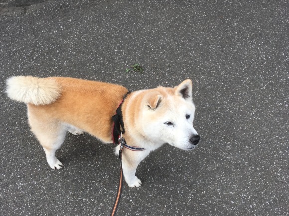 c0123890_20322168.jpeg