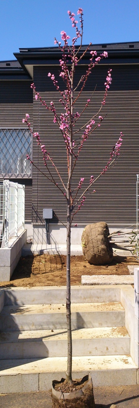 e0202111_23501666.jpg