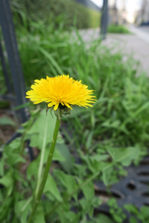 e0300042_1920989.jpg