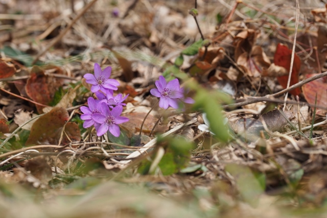 b0189948_1716050.jpg