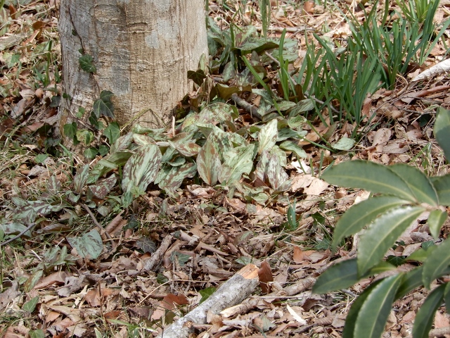 e0025300_187879.jpg