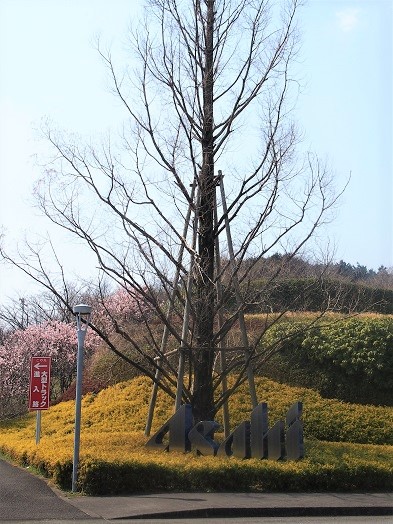 e0245404_11355433.jpg