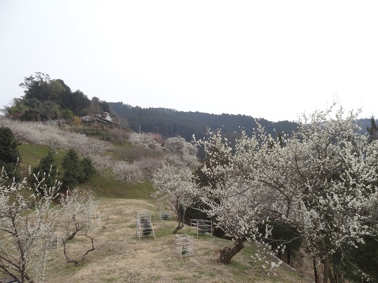 f0000521_20331485.jpg