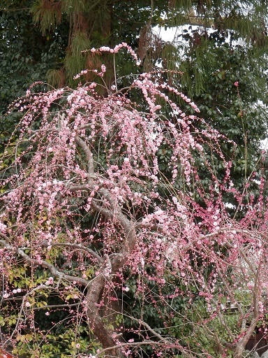 c0081032_22261468.jpg