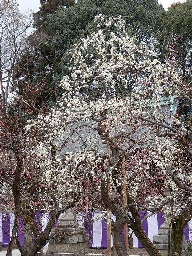c0081032_22305424.jpg