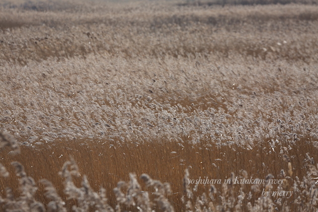 a0207736_00332680.jpg